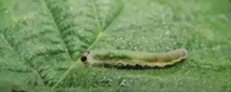 菜青虫多少度会冻死，降至10℃以下就会死亡
