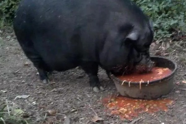 怀孕母猪不吃食怎么办，请兽医来诊断然后对症下药