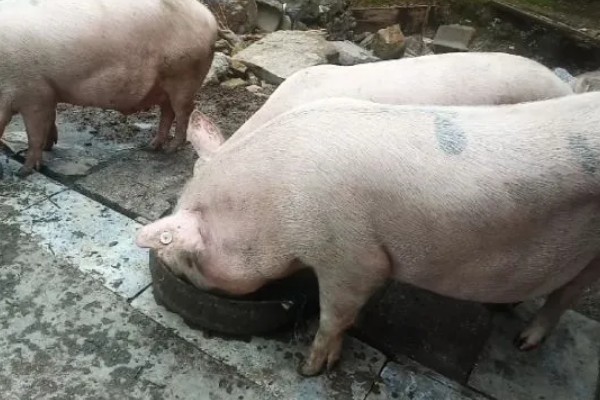 怀孕母猪不吃食怎么办，请兽医来诊断然后对症下药