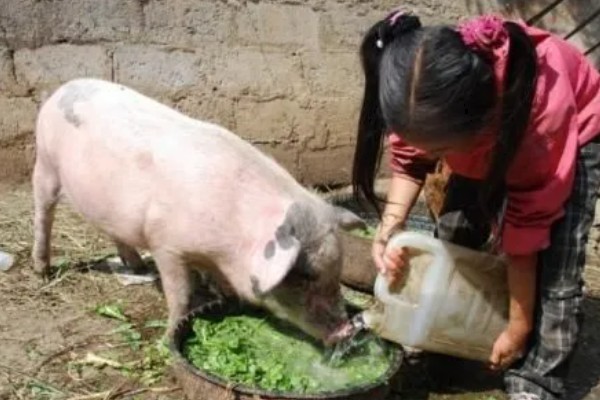 怀孕母猪不吃食怎么办，请兽医来诊断然后对症下药