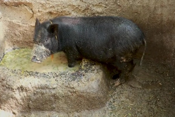 怀孕母猪不吃食怎么办，请兽医来诊断然后对症下药