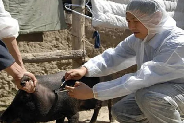 怀孕母猪不吃食怎么办，请兽医来诊断然后对症下药