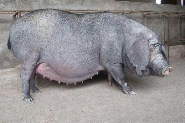 怀孕母猪不吃食怎么办，请兽医来诊断然后对症下药