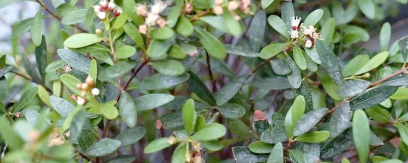 为什么赤楠不能久养，赤楠不能久养是一种错误的说法