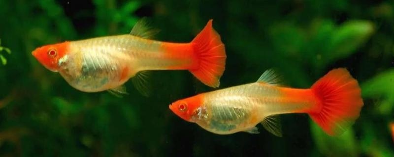 孔雀鱼生产完后怎么处理，需立即将其转移到单独的容器中