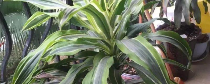 巴西铁树可以在家养吗，能在家中养