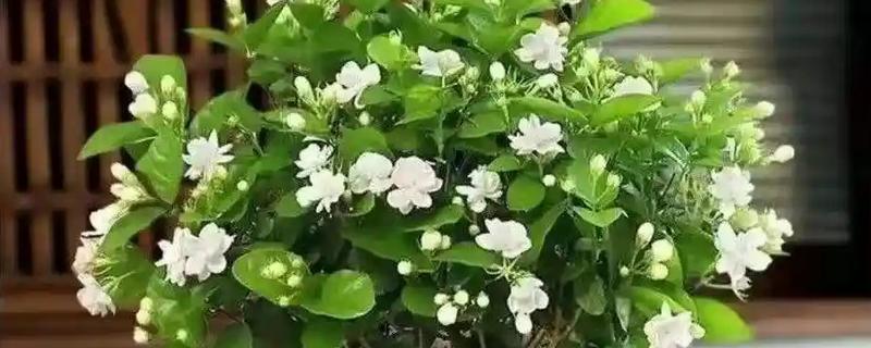 茉莉花的养殖方法，使用沙质土或半沙质土来栽培为佳