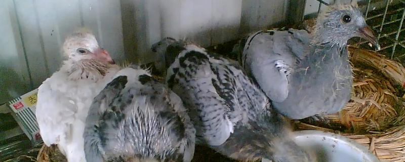 鸽子出壳第一天的喂食方法，主要以进食亲鸽嗉囊内的鸽乳为主