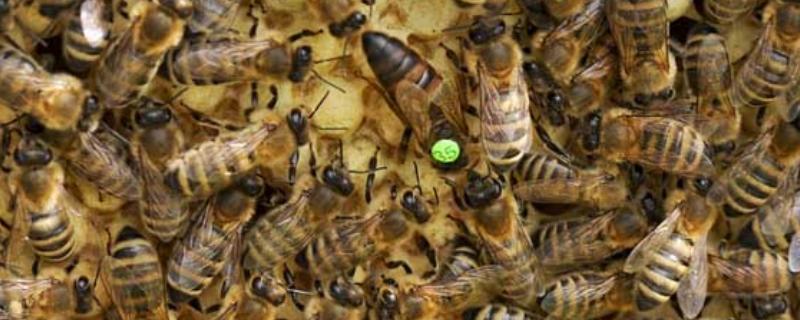 蜂王为什么不产卵,常见以下6个原因