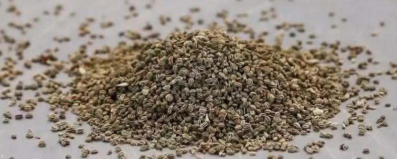 芹菜种子不催芽能不能直接种，直接播种要很久才能出芽