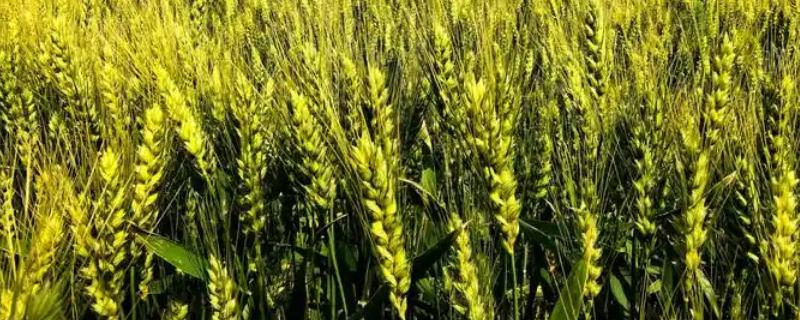 小麦根部叶子发黄的原因，可能是低温冻害所致