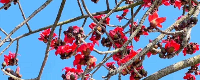 英雄花的简介，一般是指木棉花