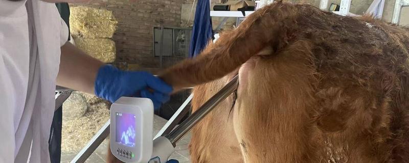 人工配牛操作方法，按以下步骤逐一进行