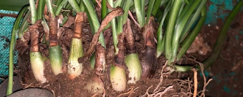 朱顶红的分球方法，摘取老鳞茎长出来的子球重新栽种