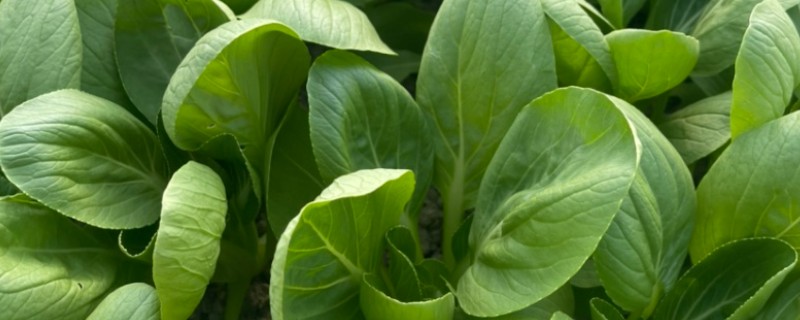 油菜的病虫害，常见的有蚜虫、菜青虫等