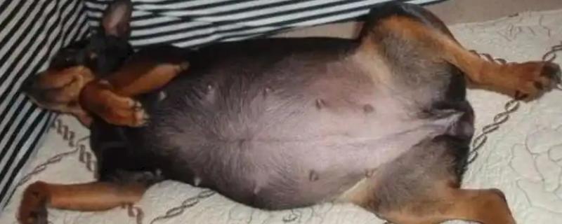 狗狗生产的症状，常表现为表情焦虑