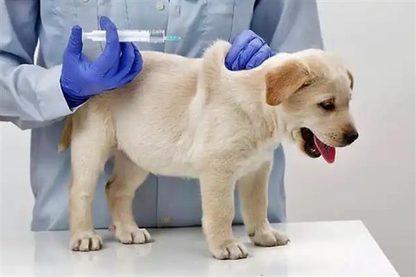 狗狗打疫苗前后的注意事项，接种前2周不能洗澡