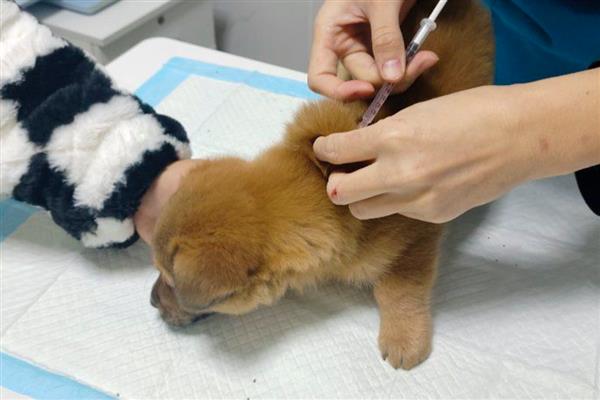 狗狗打疫苗前后的注意事项，接种前2周不能洗澡