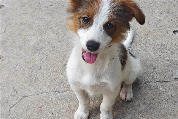 狗狗打疫苗前后的注意事项，接种前2周不能洗澡