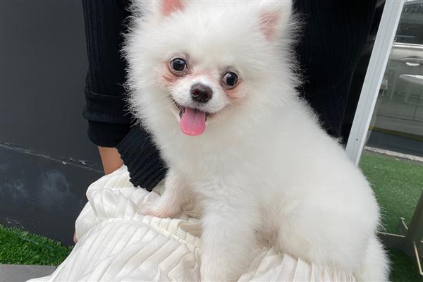 狗狗打疫苗前后的注意事项，接种前2周不能洗澡