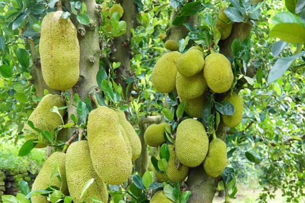 菠萝蜜长在什么地方,长在粗壮的树干上