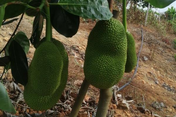 菠萝蜜长在什么地方,长在粗壮的树干上