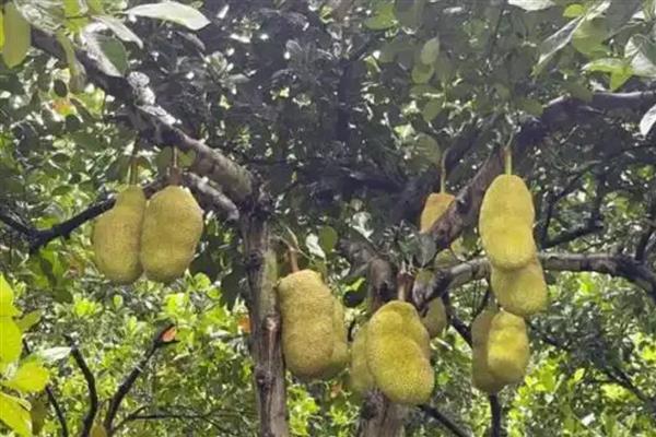 菠萝蜜长在什么地方,长在粗壮的树干上