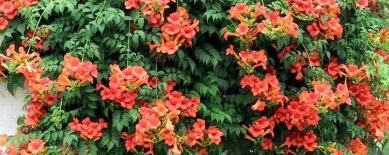 地栽的凌霄花冬天如何修剪，将长势过长的枝条剪短