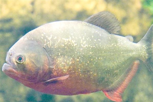 食人鱼是不是淡水鱼,食人鱼是淡水鱼