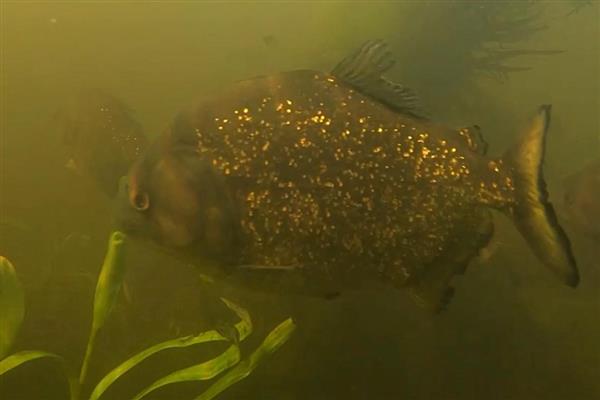 食人鱼是不是淡水鱼,食人鱼是淡水鱼