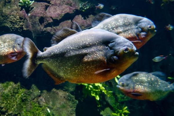 食人鱼是不是淡水鱼,食人鱼是淡水鱼