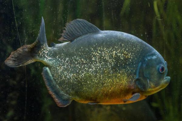 食人鱼是不是淡水鱼,食人鱼是淡水鱼
