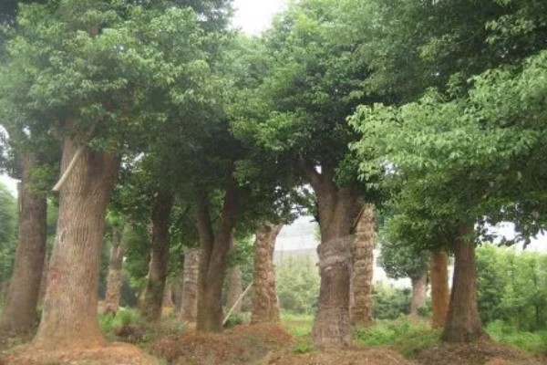 樟木产地哪里的好，台湾产的香樟木属于上品