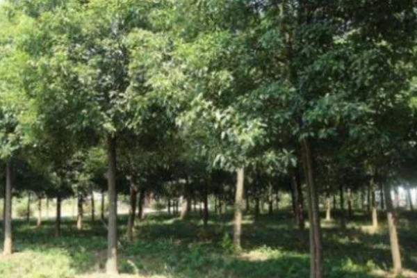 樟木产地哪里的好，台湾产的香樟木属于上品