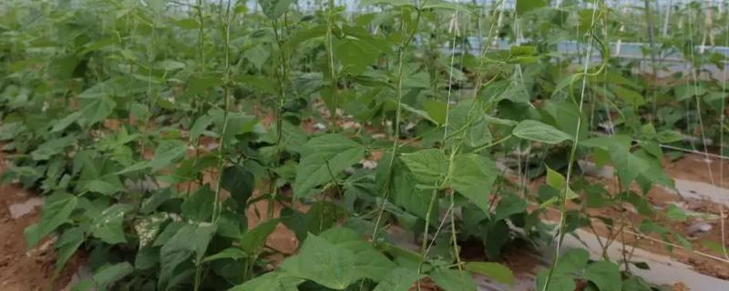 秋季大棚豆角的种植技术,一般在八月份种植