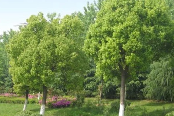 樟木产地哪里的好，台湾产的香樟木属于上品