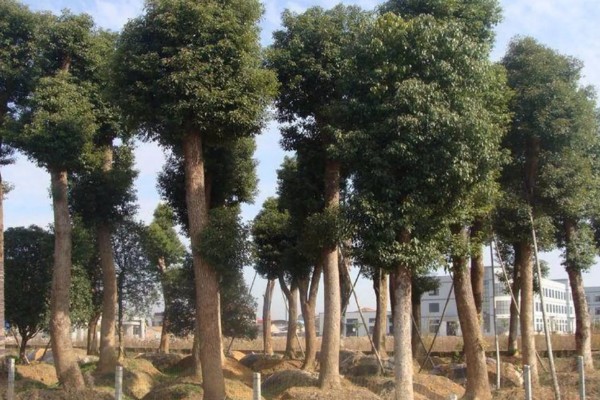 樟木产地哪里的好，台湾产的香樟木属于上品