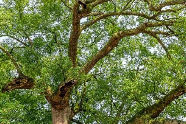 樟木产地哪里的好，台湾产的香樟木属于上品