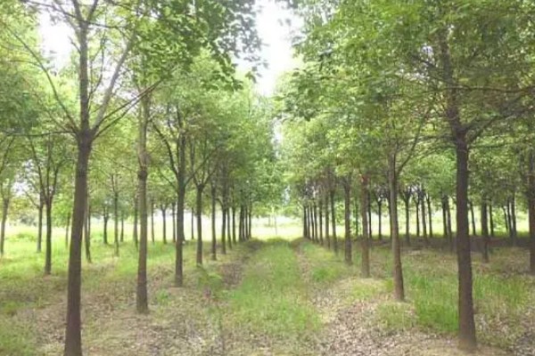 樟木产地哪里的好，台湾产的香樟木属于上品