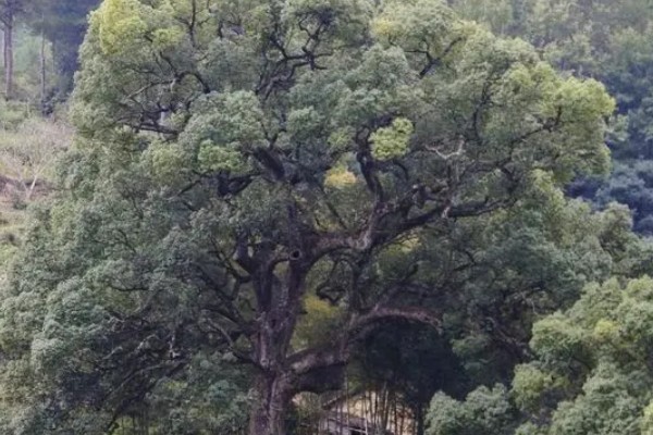 樟木产地哪里的好，台湾产的香樟木属于上品