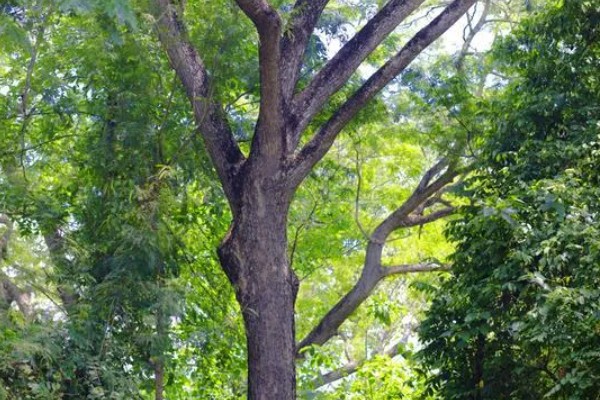 樟木产地哪里的好，台湾产的香樟木属于上品