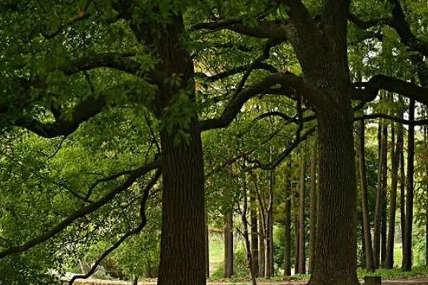 樟木产地哪里的好，台湾产的香樟木属于上品