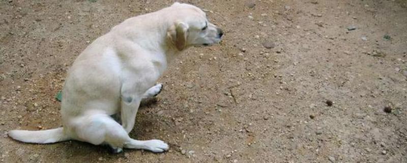 狗狗蹭屁股的原因，可能是便便沾到毛发上所致