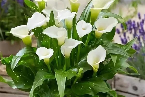 马蹄莲的的花语，寓意品格高尚、吉祥如意等