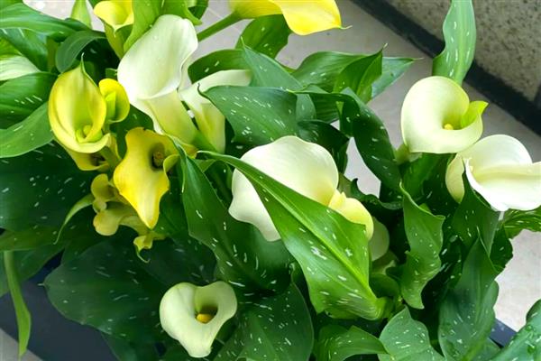 马蹄莲的的花语，寓意品格高尚、吉祥如意等