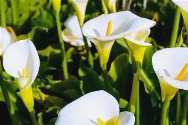 马蹄莲的的花语，寓意品格高尚、吉祥如意等