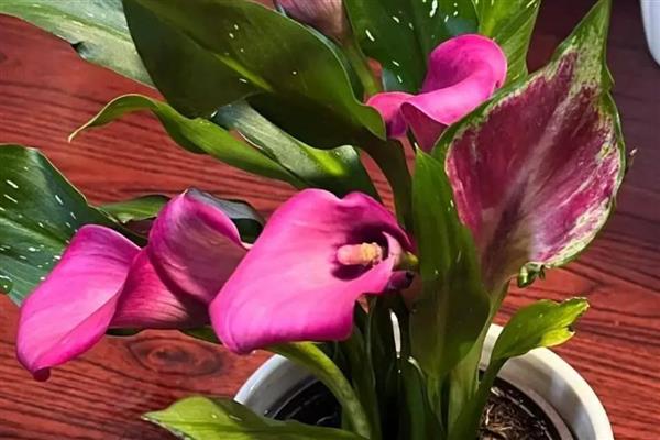 马蹄莲的的花语，寓意品格高尚、吉祥如意等