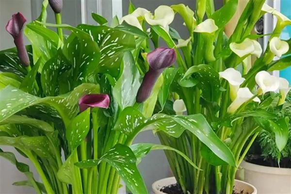 马蹄莲的的花语，寓意品格高尚、吉祥如意等