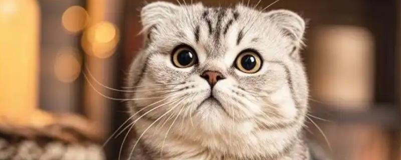 折耳猫的遗传病，骨骼遗传病为折耳