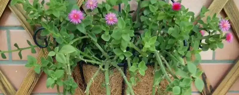 玫瑰吊兰怎么养殖，每天见光6小时以上